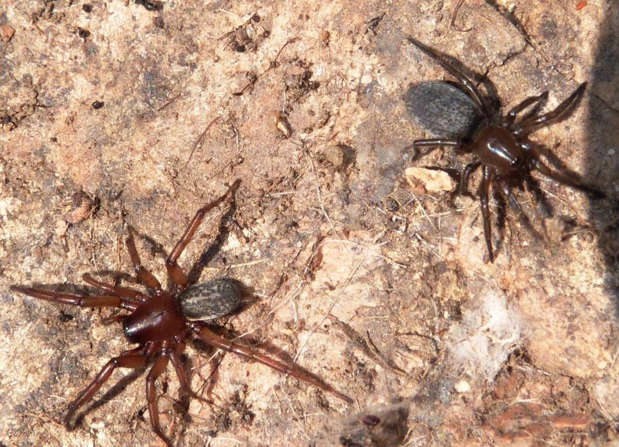 Coppia di Gnaphosa alacris - S. Teresa Gallura (OT)